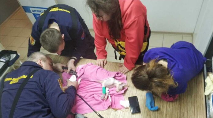 Спасатели помогли застрявшему в сливе ванной сфинксу | Петрозаводск ГОВОРИТ | Газета 