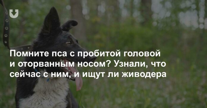 Помните пса с пробитой головой и оторванным носом? Узнали, что сейчас с ним, и ищут ли живодера