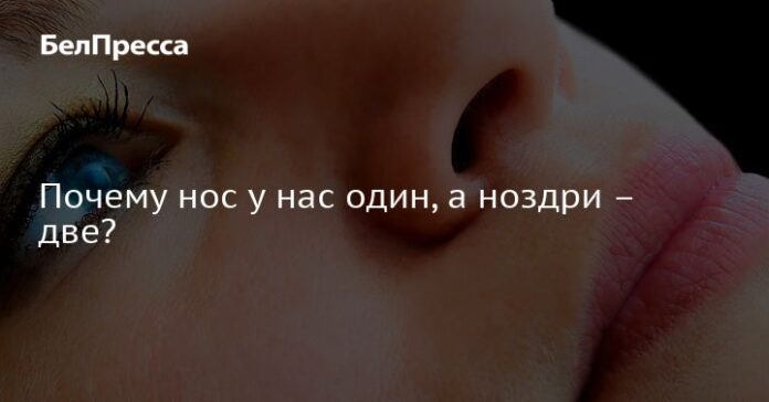 Почему нос у нас один, а ноздри – две?. Новости общества