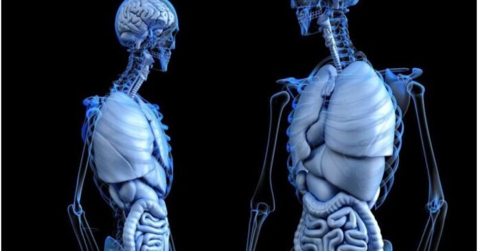 Ученые изобрели новый способ лечения и восстановления костей — Здоровье — tsn.ua