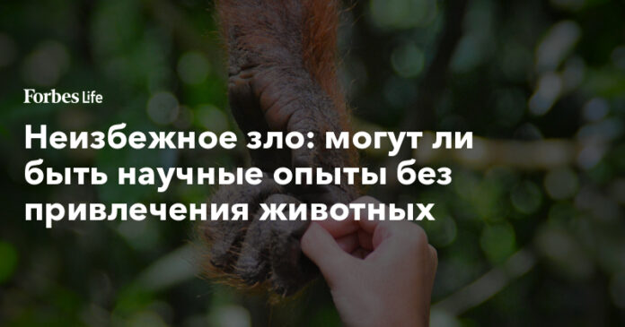 могут ли быть научные опыты без привлечения животных